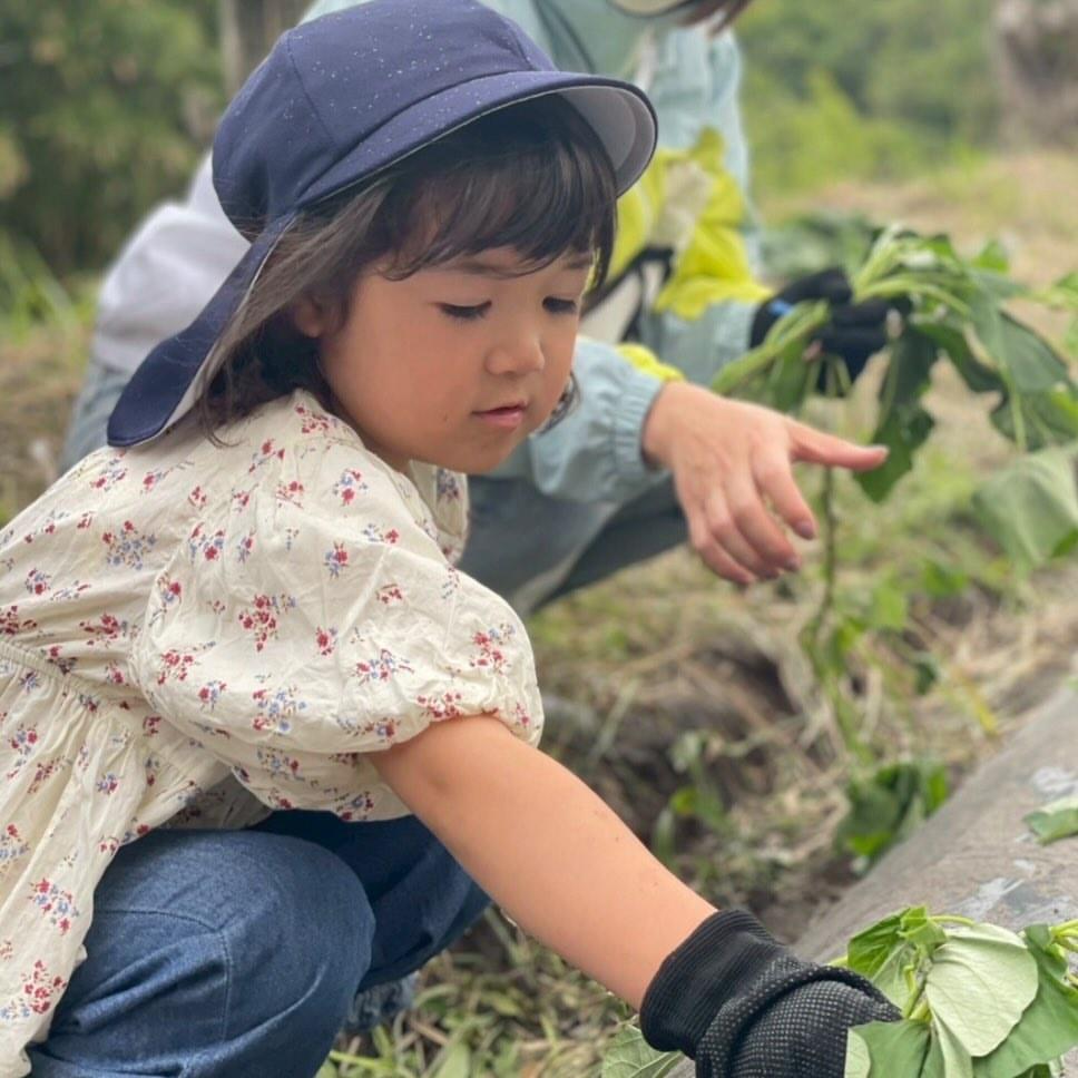 帽子と軍手を身につけ、畑で野菜の収穫に取り組む園児。園外での体験から学ぶRaJA Global Academyの活動